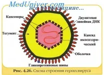 Небезпека культивування вірусів культивування