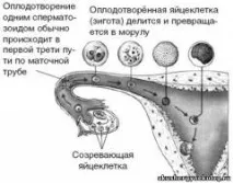 Запліднення та розвиток плодового яйця - Фізіологія - Акушерство гінекологія консультація запліднення