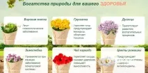 Відвар Матрени від безпліддя (Матрони) Мотрони»