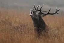 сахаліні