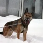 Перетримка собак на Уралмаші, Я твій друг перетримка