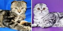 Чому на кошенят різні ціни - Розплідник шотландських кішок Mouse Nightmare кошенят
