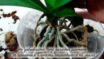 Чому в орхідеї в’яле листя і що робити робити