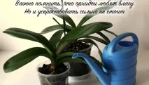 Чому в орхідеї в’яле листя і що робити листя