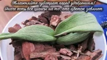 Чому в орхідеї в’яле листя і що робити листя