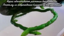 Чому в орхідеї в’яле листя і що робити орхідеї
