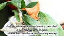 Чому в орхідеї в’яле листя і що робити листя