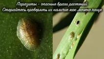 Чому в орхідеї в’яле листя і що робити листя