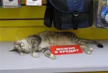 життя