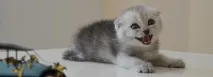 Чому на кошенят різні ціни - Розплідник шотландських кішок Mouse Nightmare кошенят