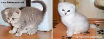Чому на кошенят різні ціни - Розплідник шотландських кішок Mouse Nightmare розплідник
