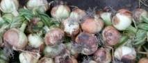 Грунт для цибулі, Дім Садівника можна