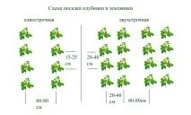 Покрокова інструкція з посадки саджанців полуниці - 4 Travelers - Блог звітів про поїздки, покрокова