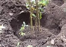Посадка флоксів восени флоксів