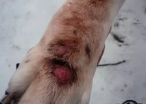 Підшкірний кліщ у собак діагности, лікування та можливі наслідки з фото - My Life собак