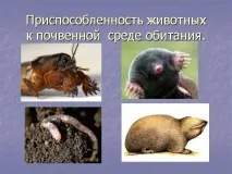 Презентація на тему - Середовище проживання організмів тему