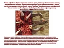 кава