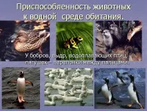 Презентація на тему - Середовище проживання організмів організмів