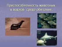 Презентація на тему - Середовище проживання організмів проживання