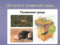 Презентація на тему - Середовище проживання організмів презентація