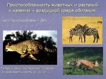 Презентація на тему - Середовище проживання організмів організмів