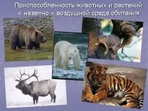 Презентація на тему - Середовище проживання організмів презентація