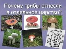 Презентація на тему - Середовище проживання організмів проживання