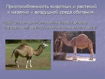 Презентація на тему - Середовище проживання організмів середовище