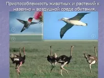 Презентація на тему - Середовище проживання організмів організмів