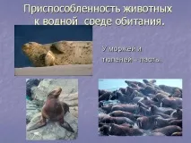 Презентація на тему - Середовище проживання організмів тему