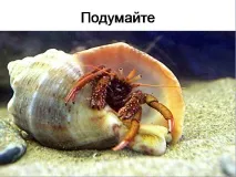 Презентація на тему - Середовище проживання організмів середовище