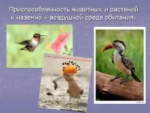 Презентація на тему - Середовище проживання організмів організмів
