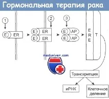 рецептори