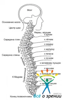 Хребет та зір цьому