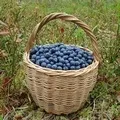 Ручка () 7 букв - пошук слів за маскою та визначенням, відповіді на сканворди пошук