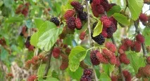 Шовковиця – історія, корисні властивості та настоянки корисні