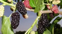 Шовковиця – історія, корисні властивості та настоянки корисні