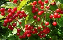 Шум при клімаксі в голові клімаксі