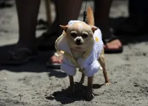 собака