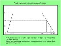 Поради щодо вибору сорту колоноподібних персиків або нектаринів колоноподібних