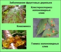 Поради щодо вибору сорту колоноподібних персиків або нектаринів сорту