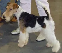 Terrier