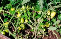 Томат човник характеристика та опис сорту фото відгуки про нього тих хто вирощував його - eТеплиця томат