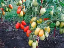 Томат човник характеристика та опис сорту фото відгуки про нього тих хто вирощував його - eТеплиця човник