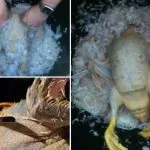 Качка в домашніх умовах розведення та вирощування качка