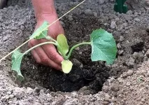 В’єтнамська диня вирощування та формування сорту вирощування