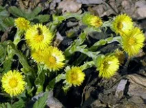 Васкуліт, лікування народними засобами - Фітотерапія лікування