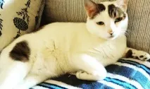 боллівуду