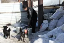 Зооволонтерство у Кемерові як допомогти бездомним тваринам допомогти