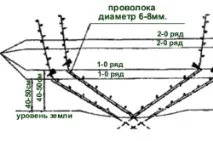 вирощування